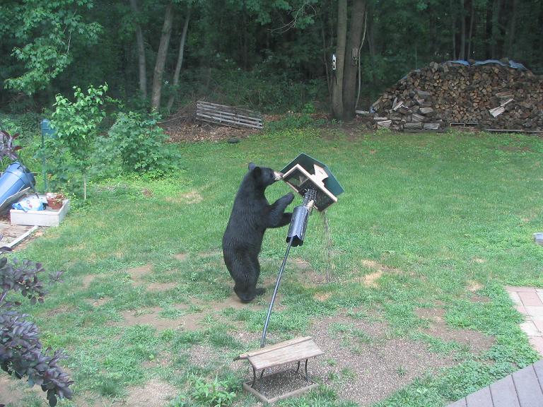 Bear2