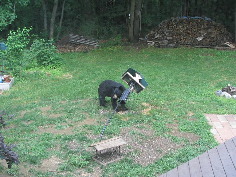 Bear4