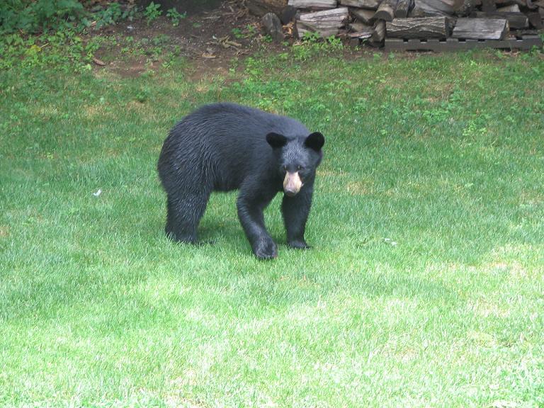 Bear5