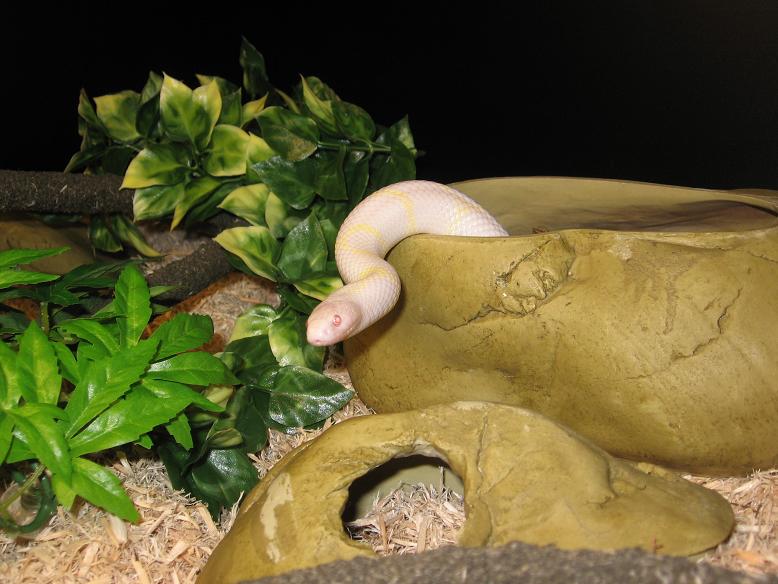 King Snake After Shed