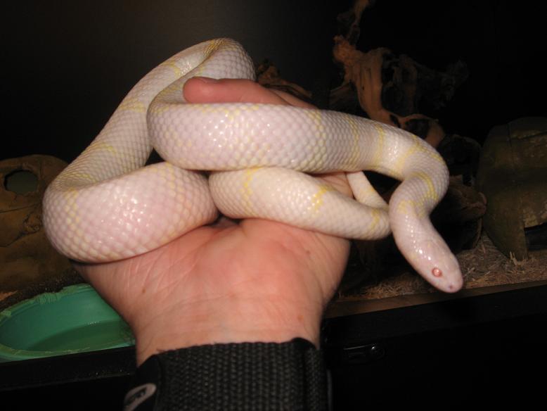 King Snake After Shed