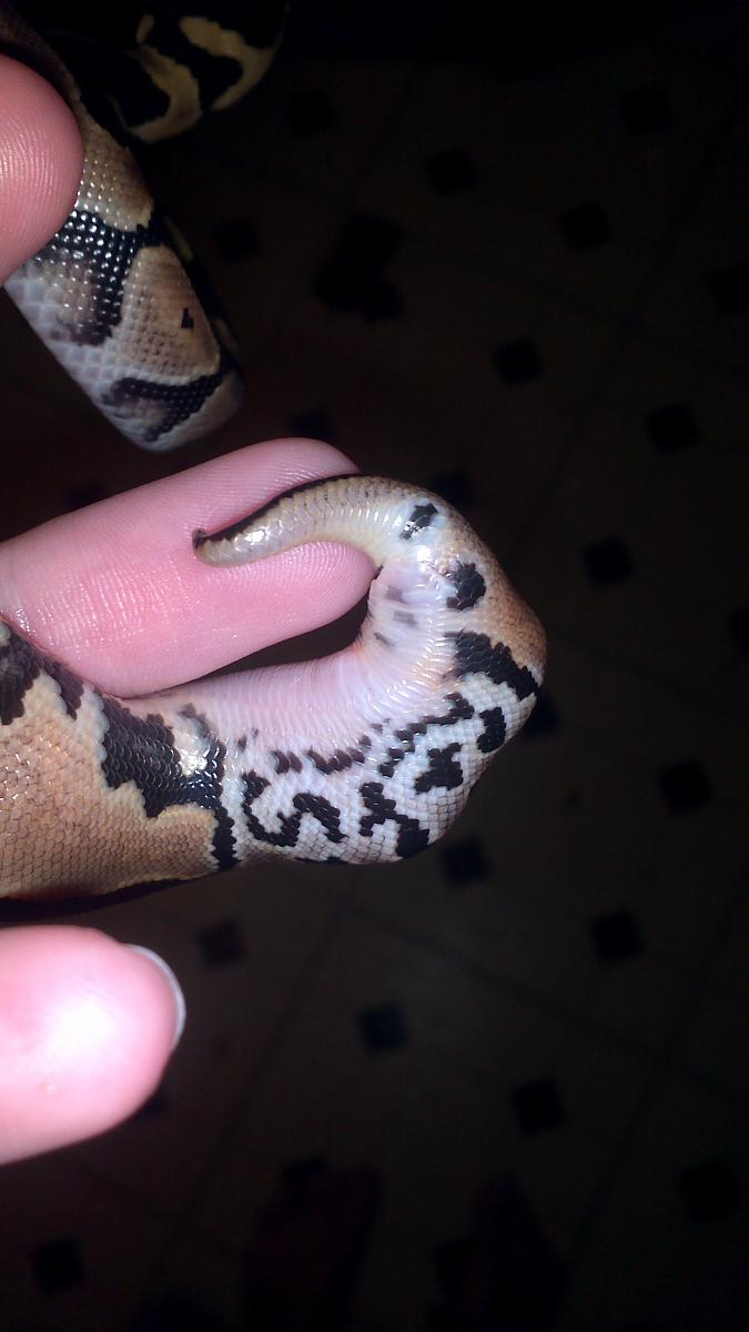 First clutch