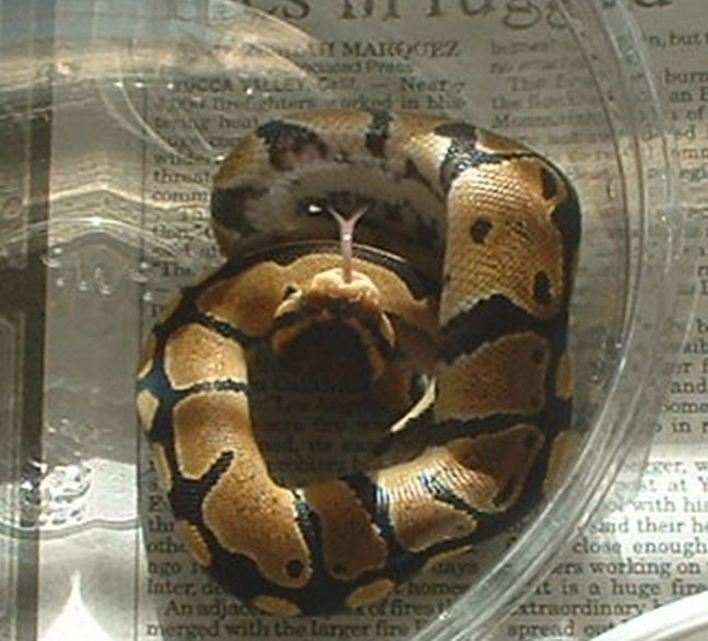 hetfemale