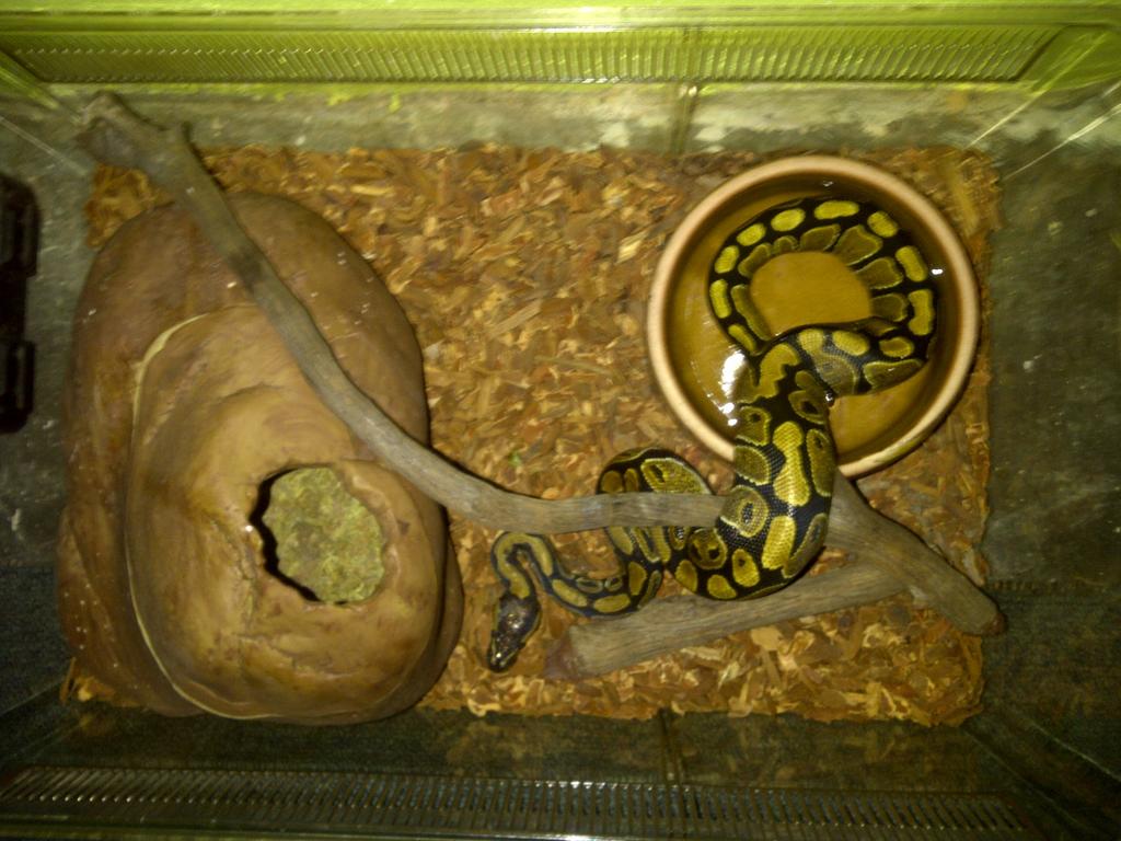 bp