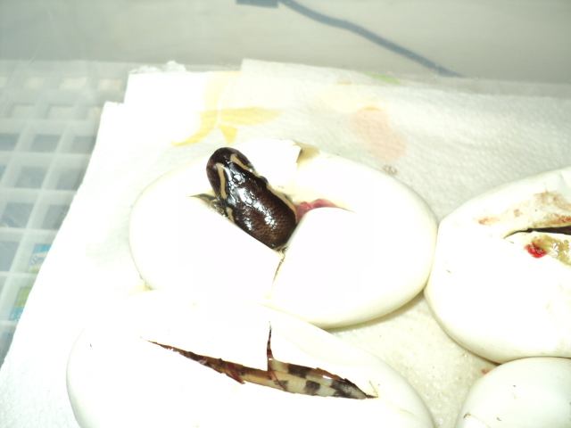 2012 1st clutch