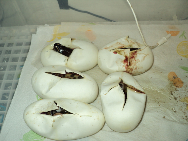 2012 1st clutch 