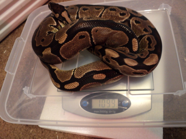 Delilah