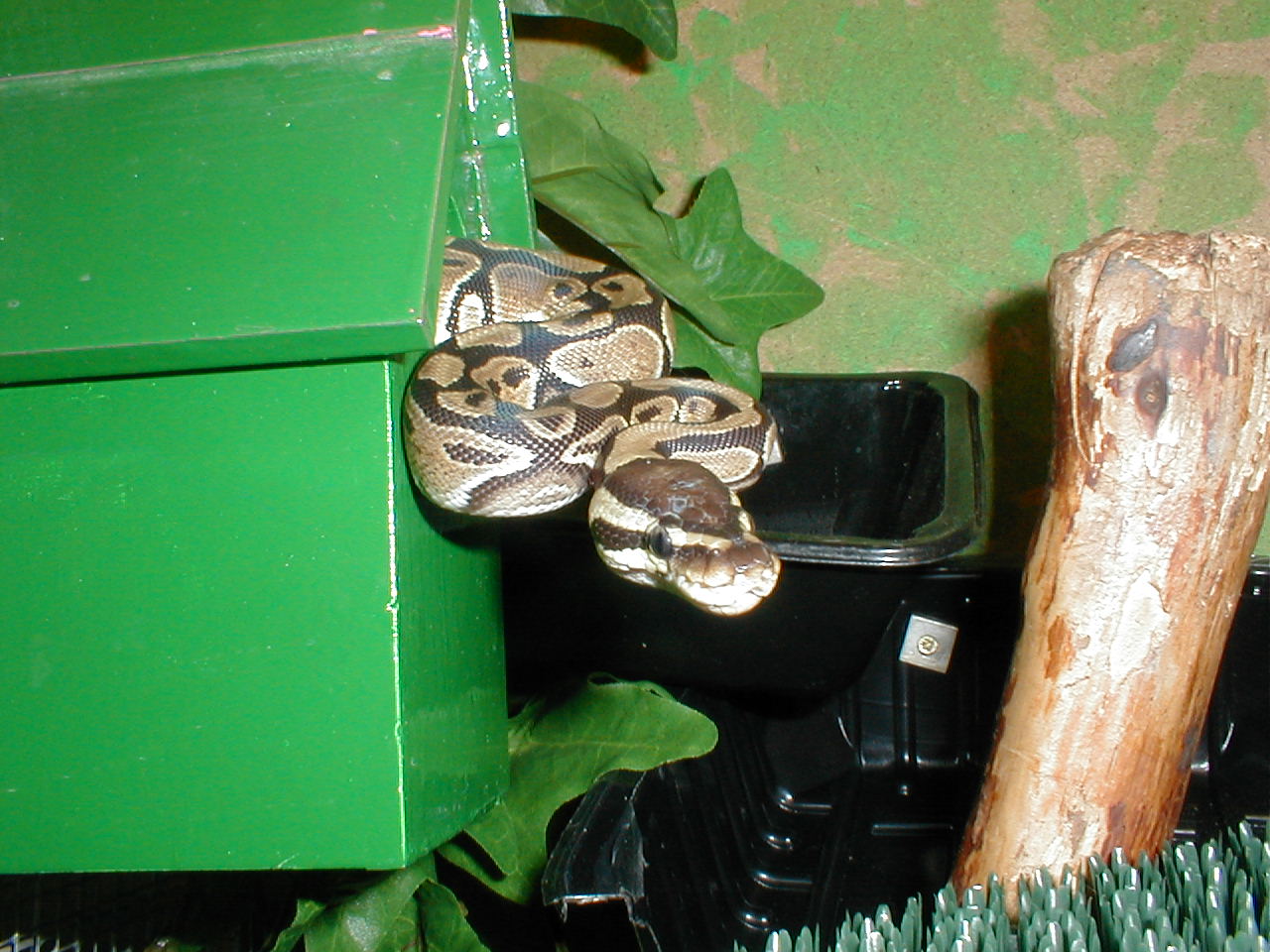 Our wildlifeat home (and some not so wild)