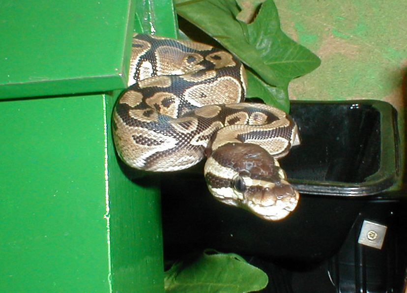 Our wildlifeat home (and some not so wild)