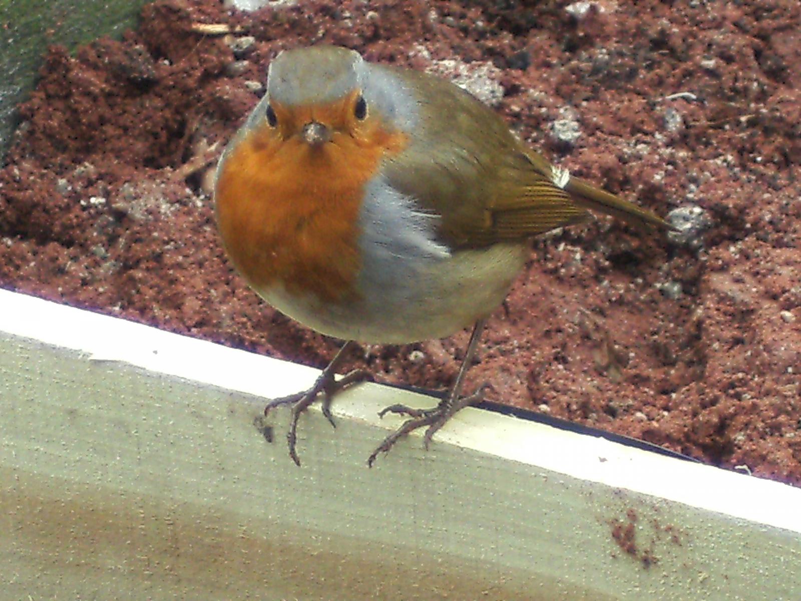 Our wildlifeat home (and some not so wild)
