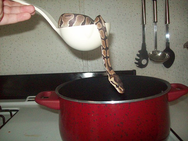 Serpent Soup