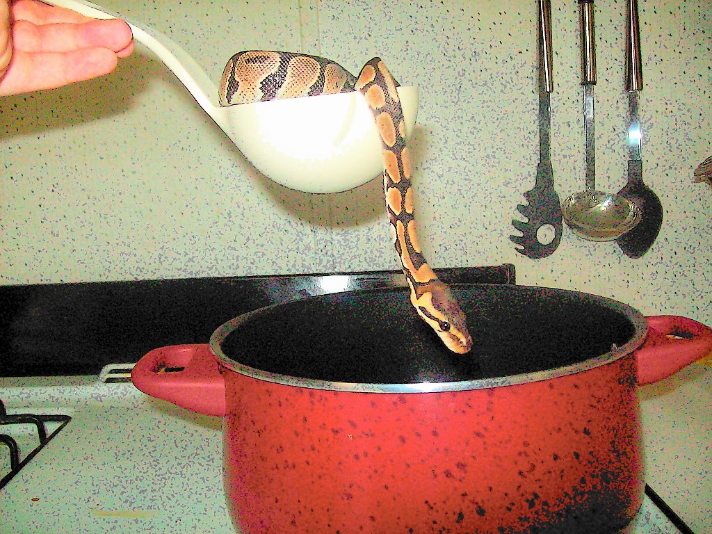 Snake Stew Anyone?