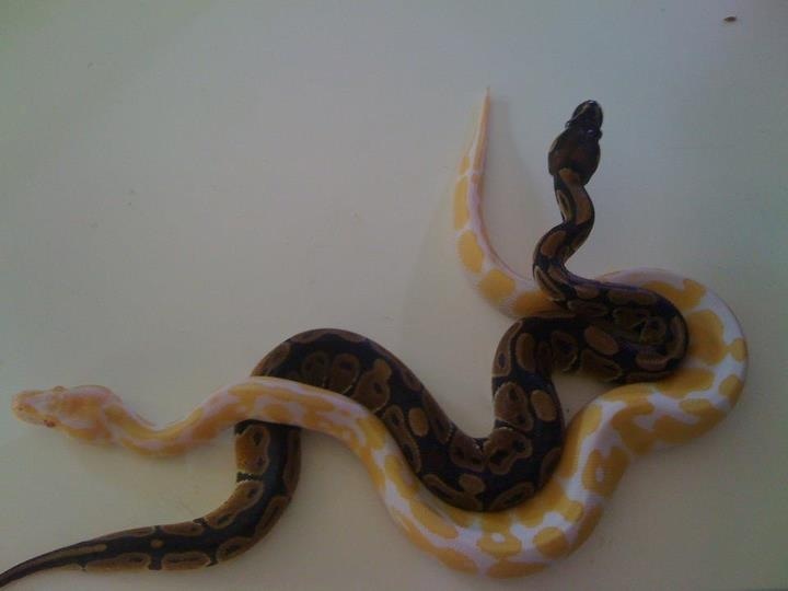 My ball pythons