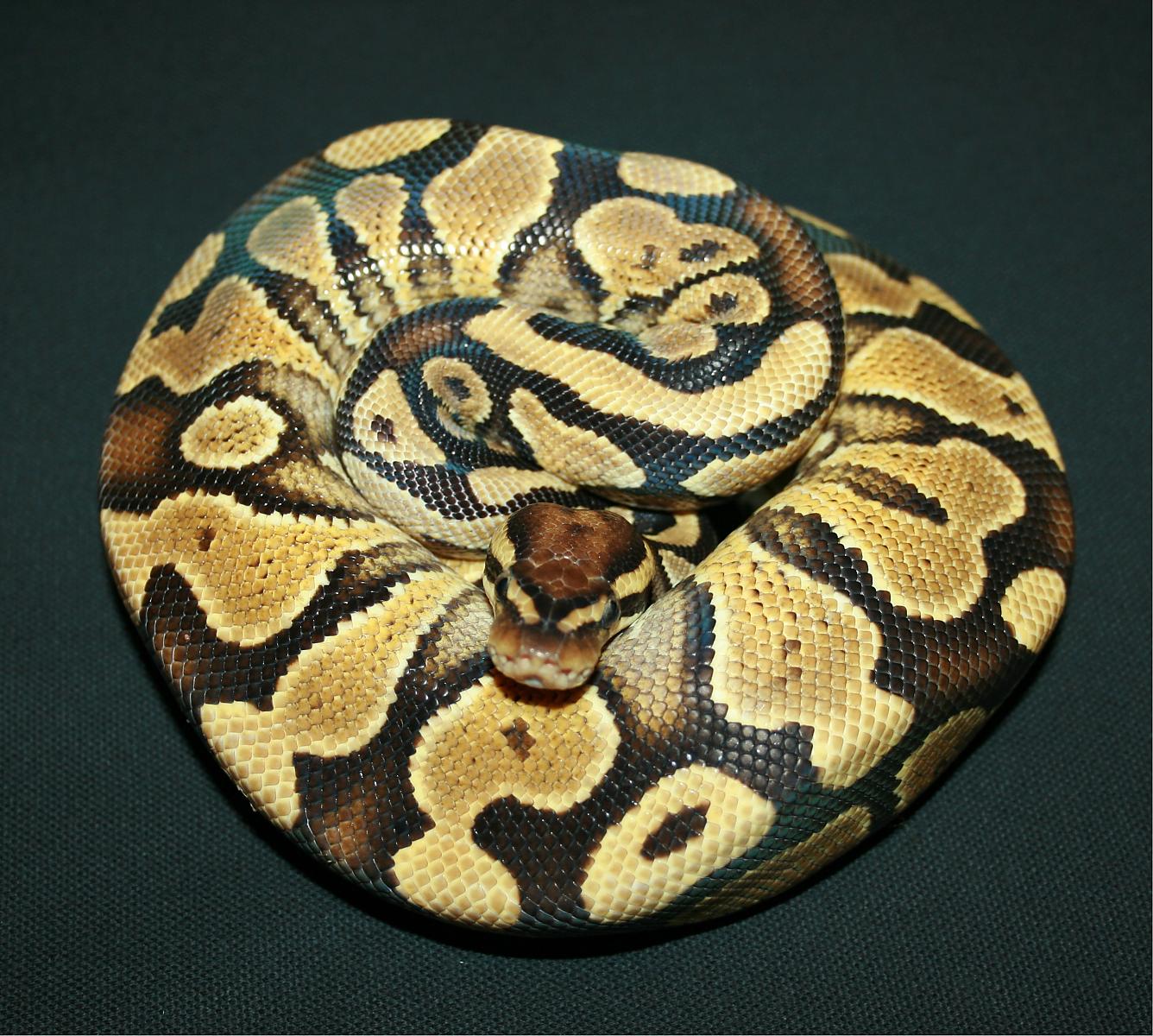 Proven breeder Yellow Belly