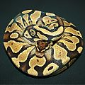Proven breeder Yellow Belly