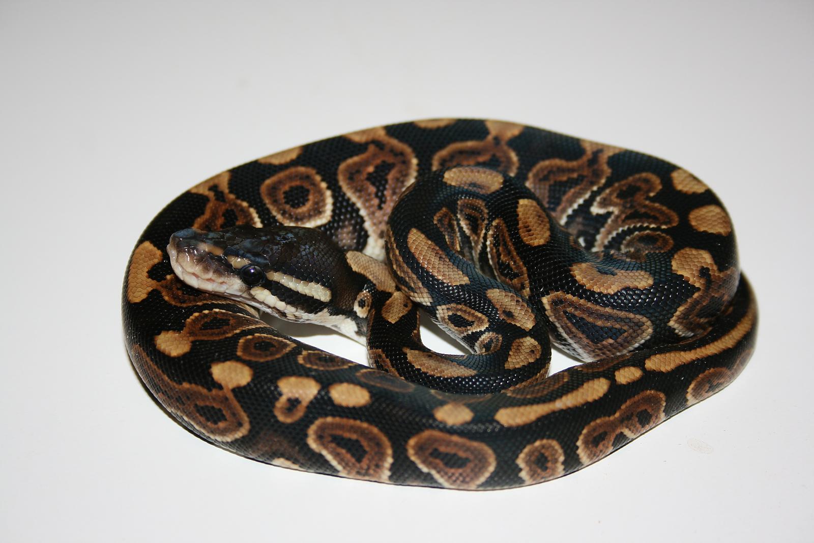 Black Pastel ph Albino