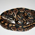 Black Pastel ph Albino
