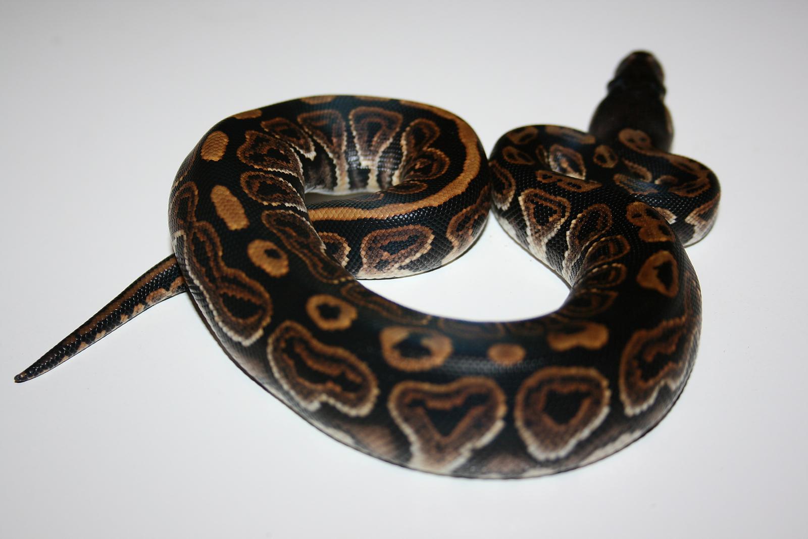 Black Pastel ph Albino