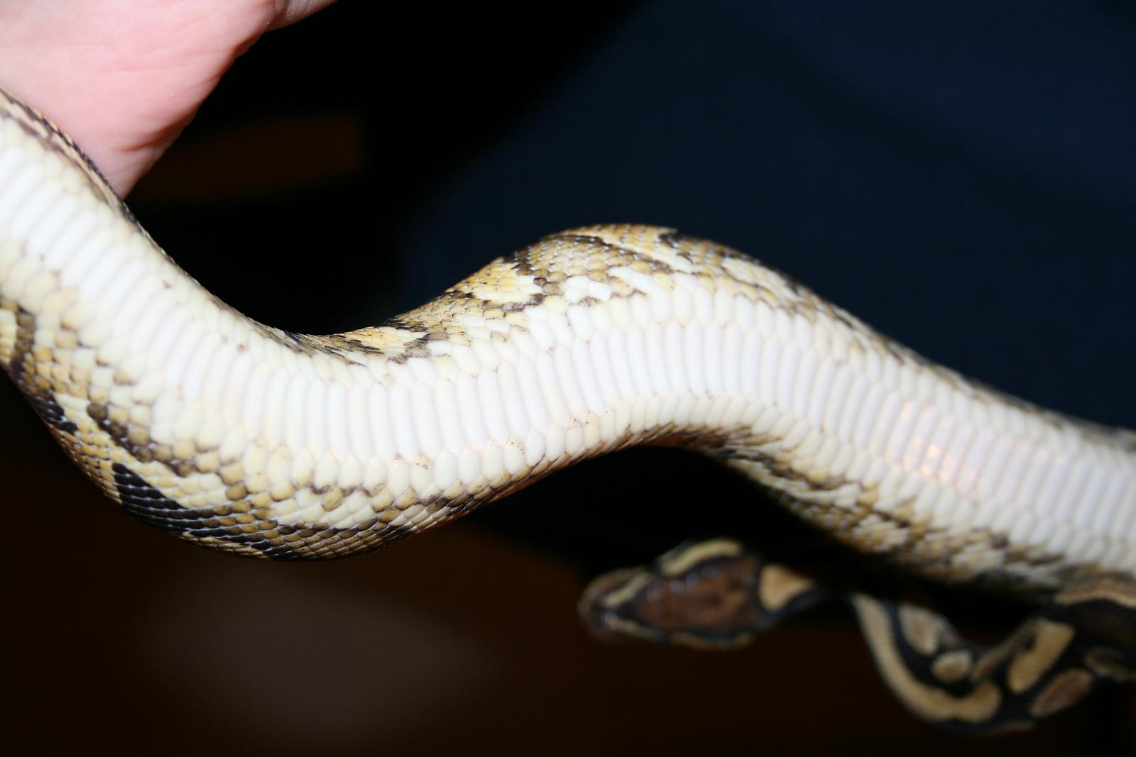 Proven Breeder Yellow Belly