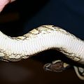 Proven Breeder Yellow Belly