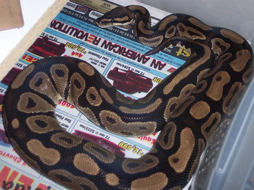 1800 gram female