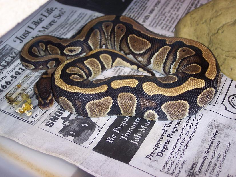 stripe female