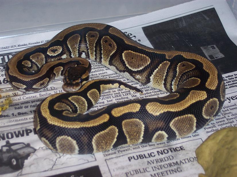 stripe female 2