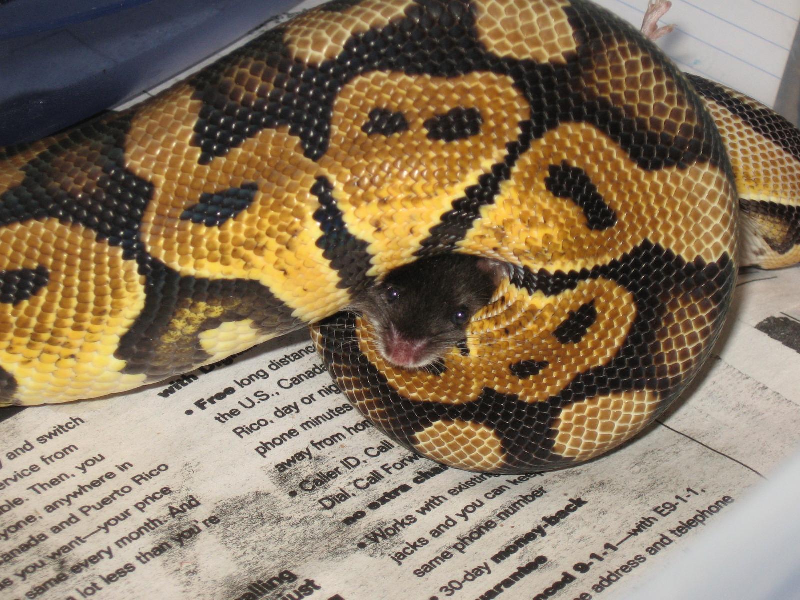 padro eating