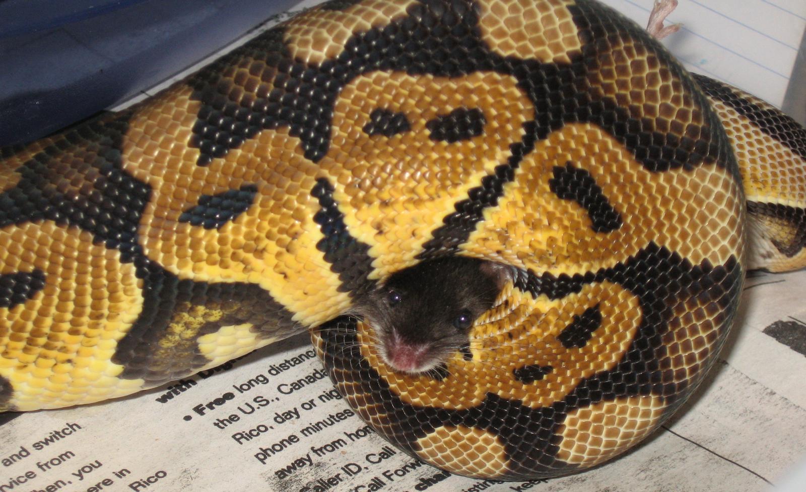 padro eating 2