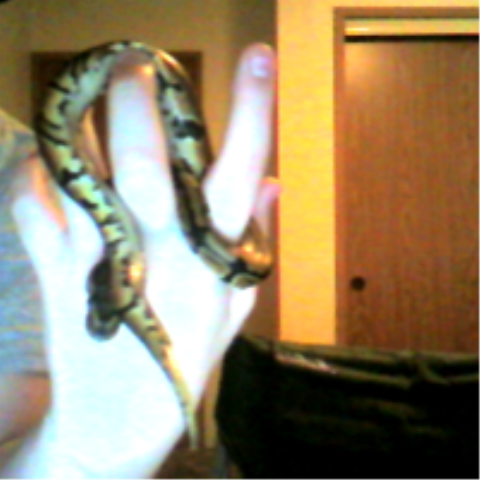 My snake