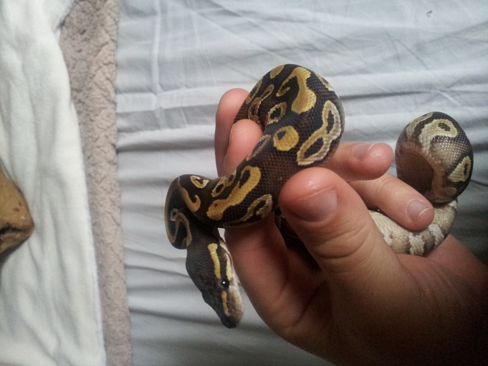 Athena