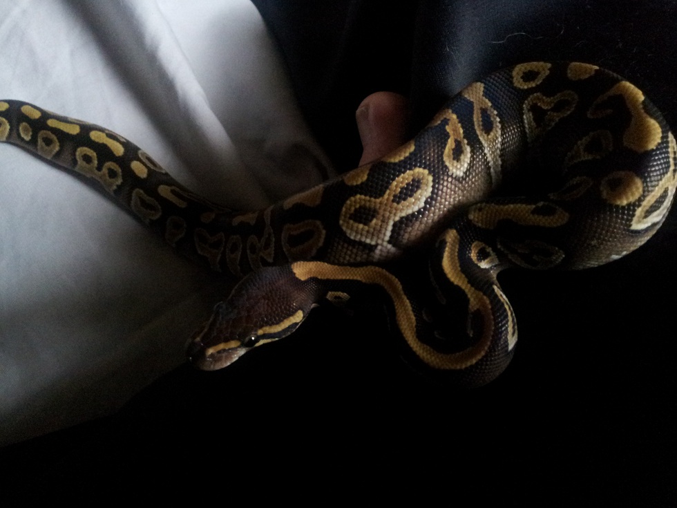 Athena