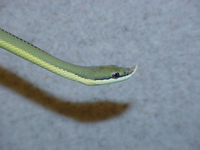 Baroni6