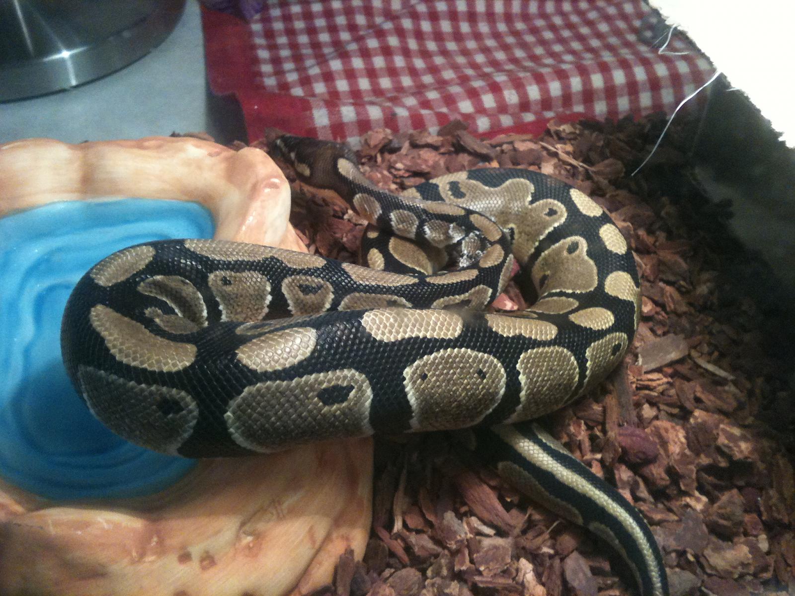 The New Guy