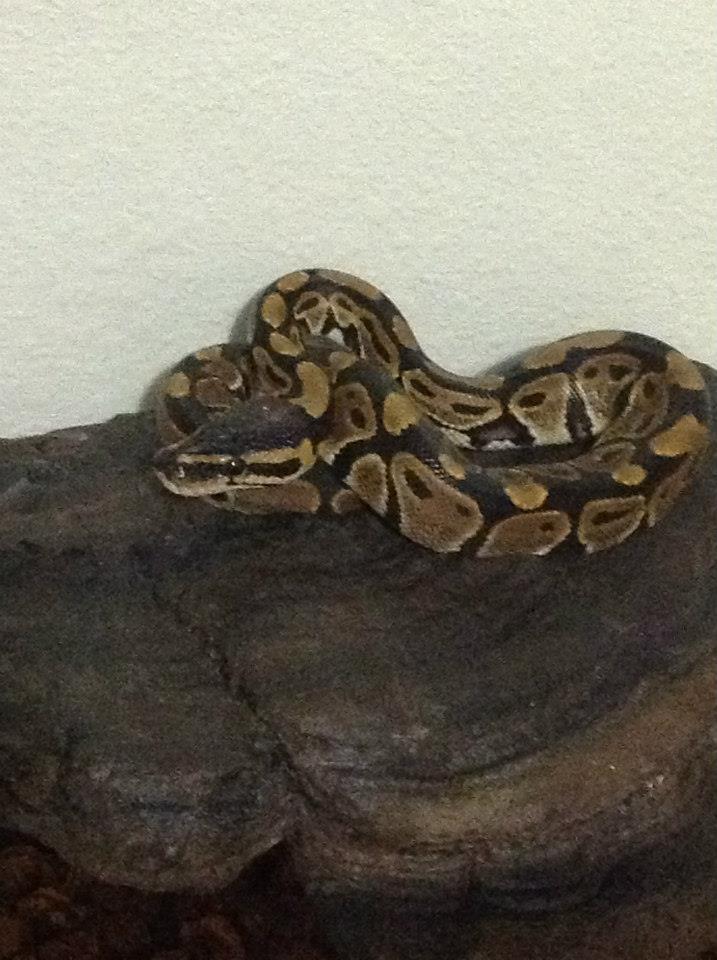Baby Ball
