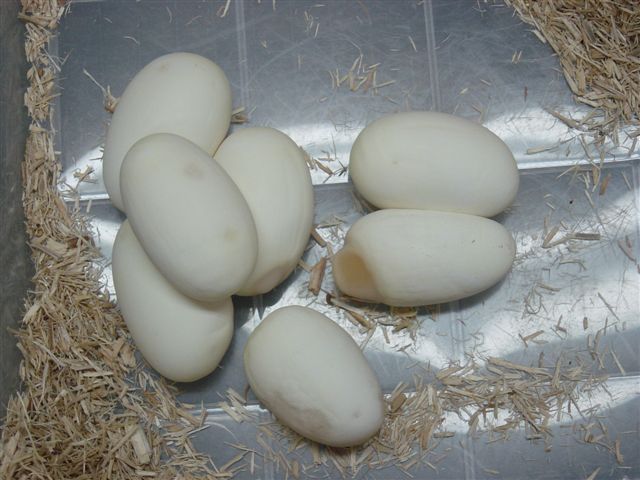 Last Eggs of the season