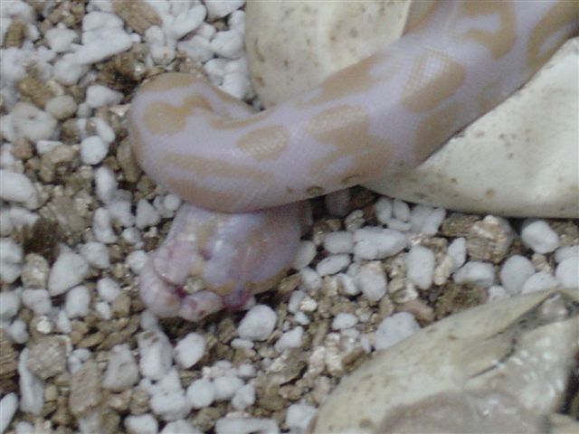 Deformed Albino