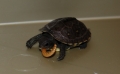 Baby box turtles eating