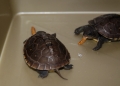 2 Baby box turtles eating