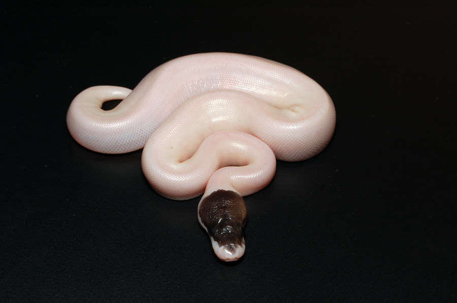 Cinnamon Pied