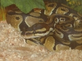 My new Snake