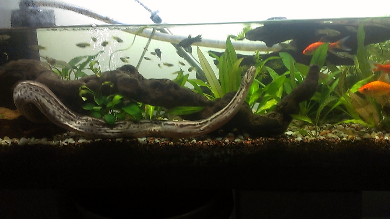 elephant trunk snake