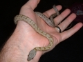 Bairds rat snake
