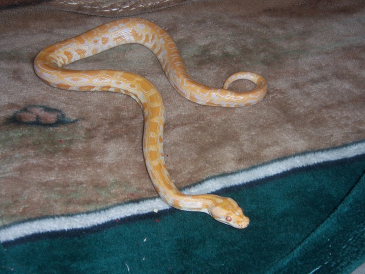Baby burm