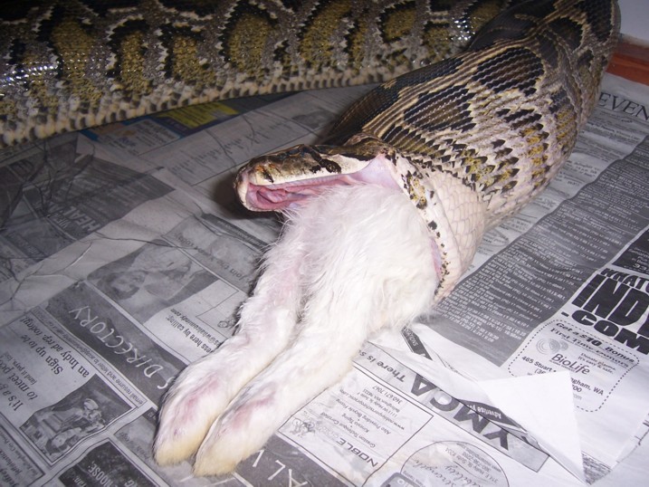 Burm