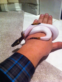 piebald