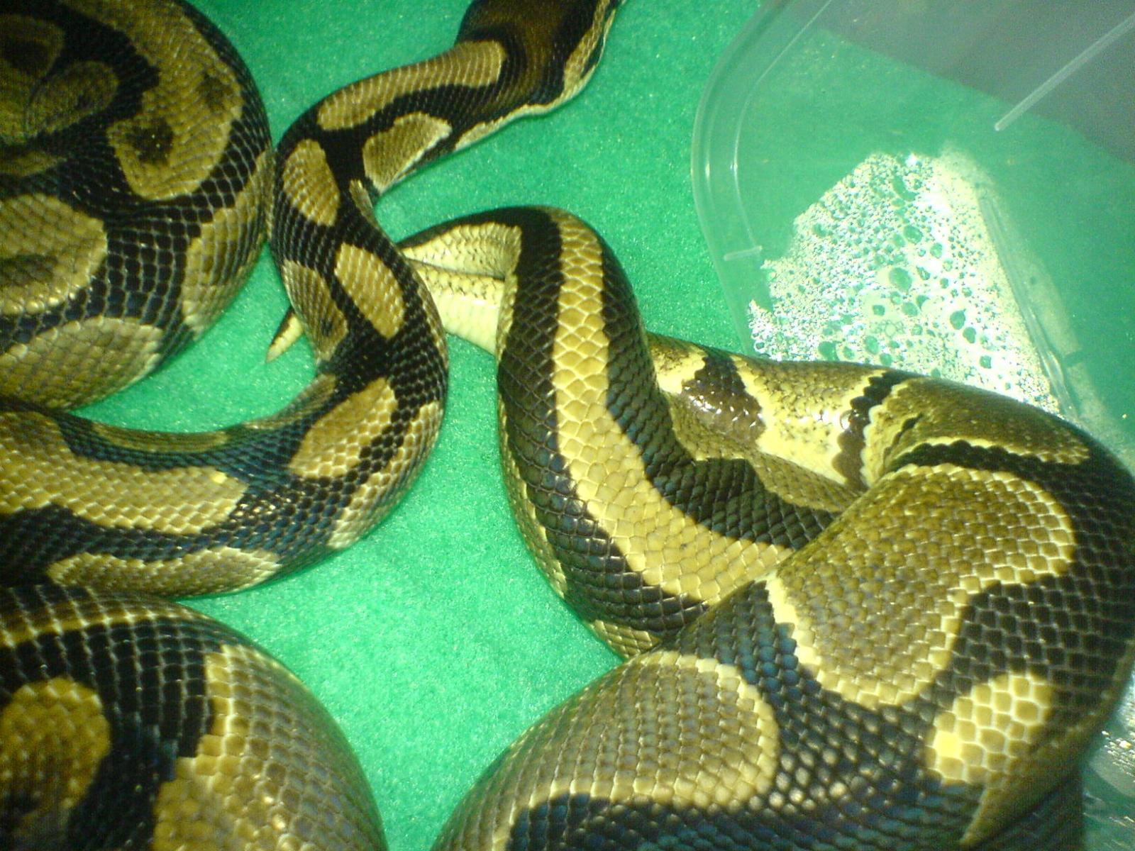 BP BREEDING