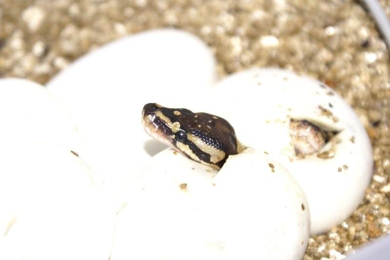 Ball Pythons Hatching