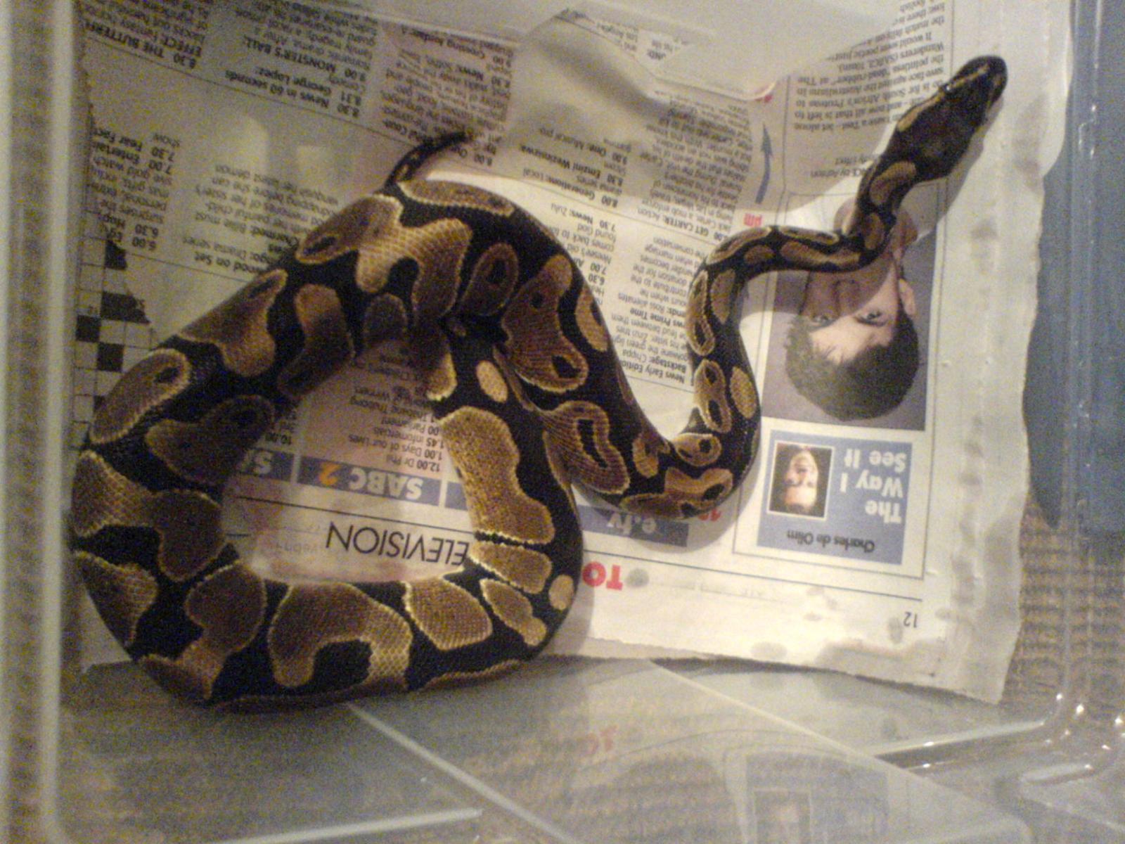 mymaleballpython