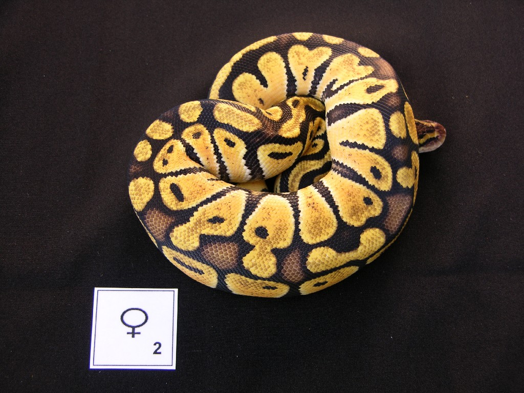 pastel_female2